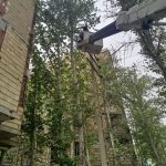 شاخه زنی درخت-1